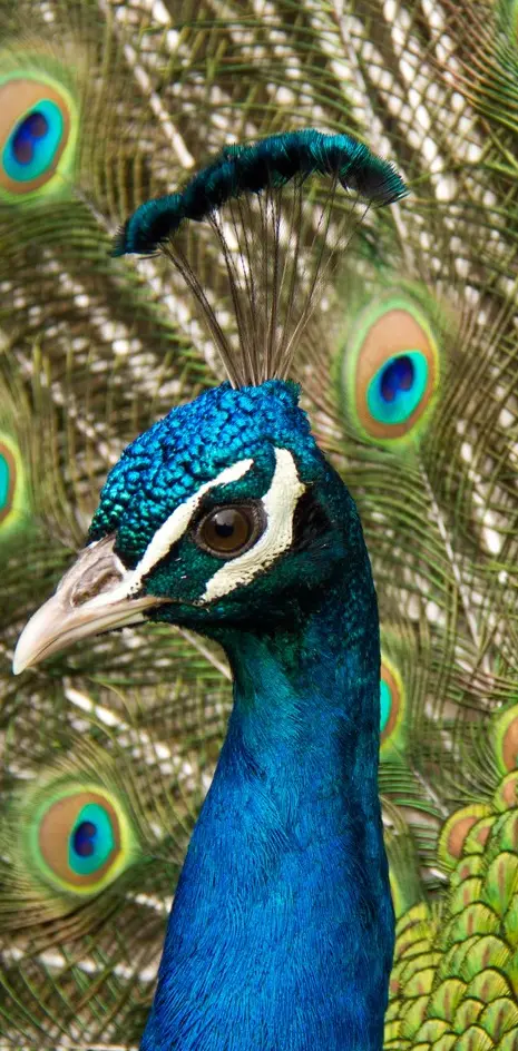 Peacock 30