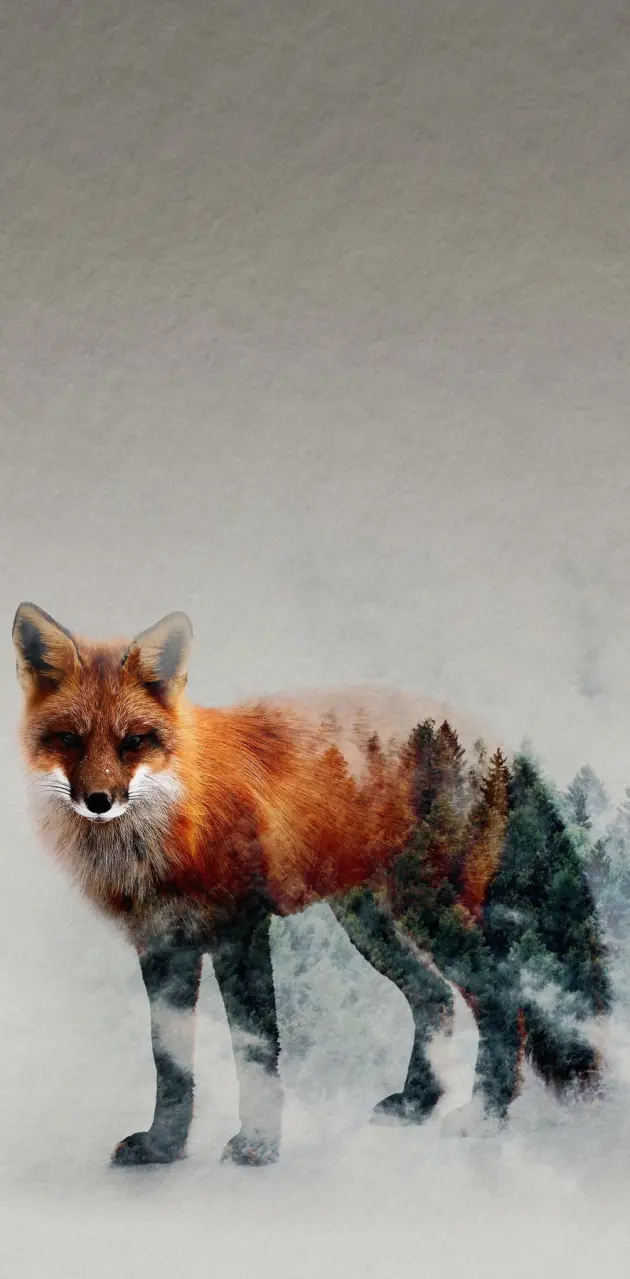 Alone fox