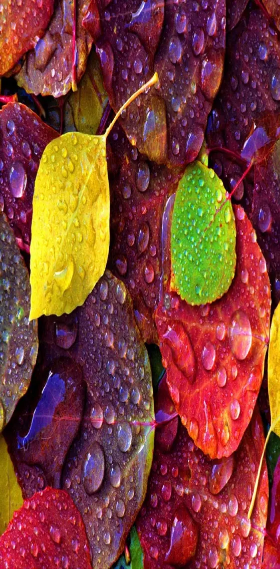 Dew on Colorful leaf