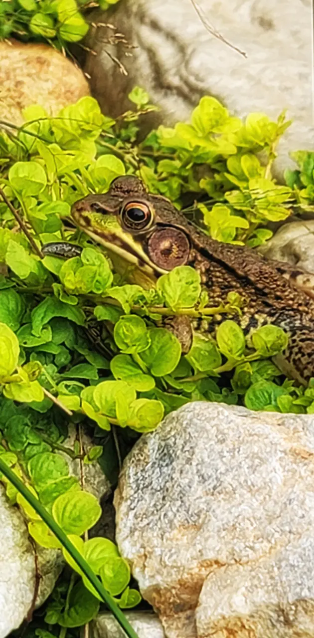 Leapard frog in camo.