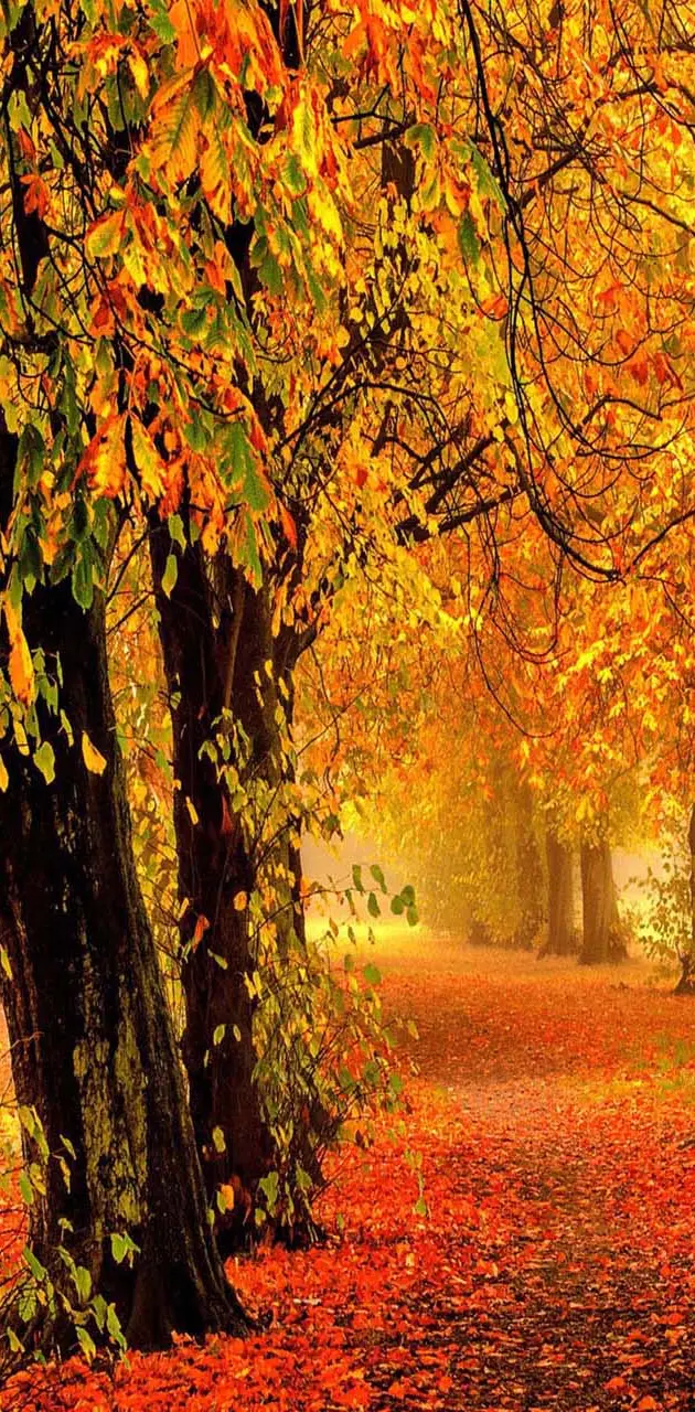Nature autumn forest wallpaper by _LuCkyman_ - Download on ZEDGE™ | 9178