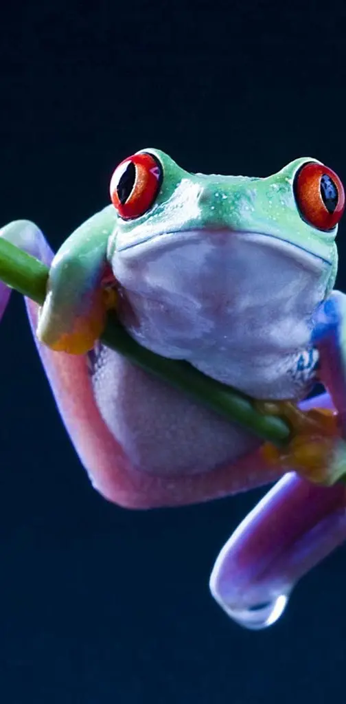 Frog closeup