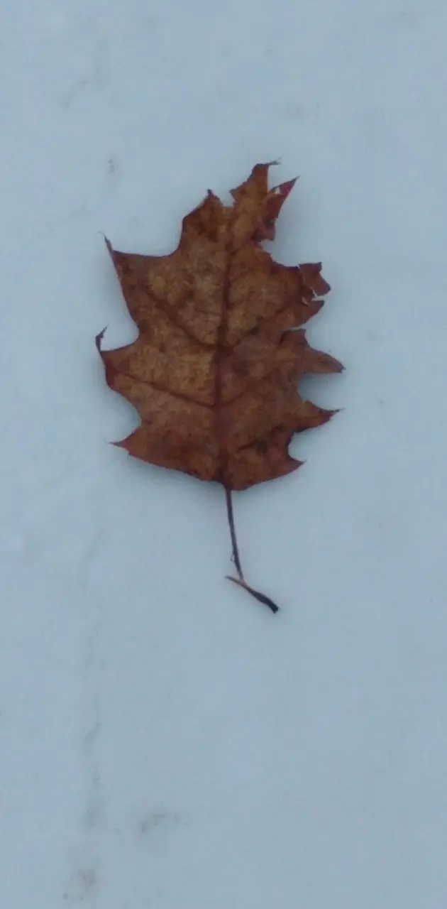 Leaf in snow