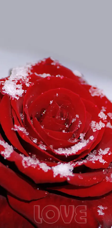 Love N Rose
