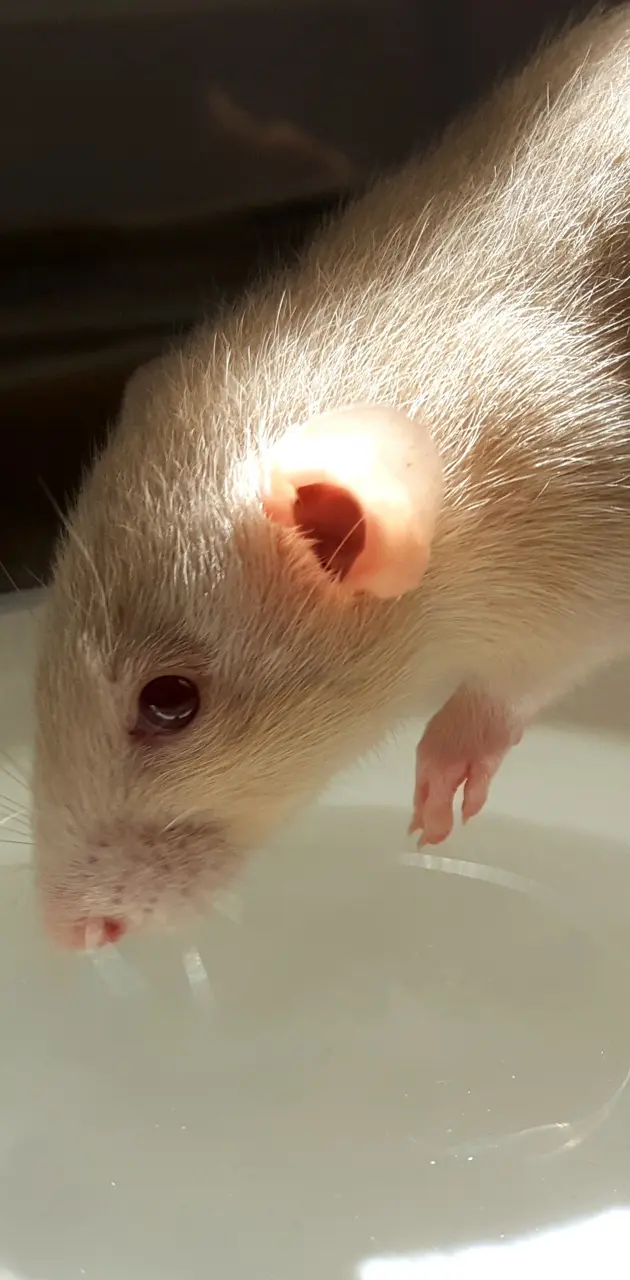 Baby rat