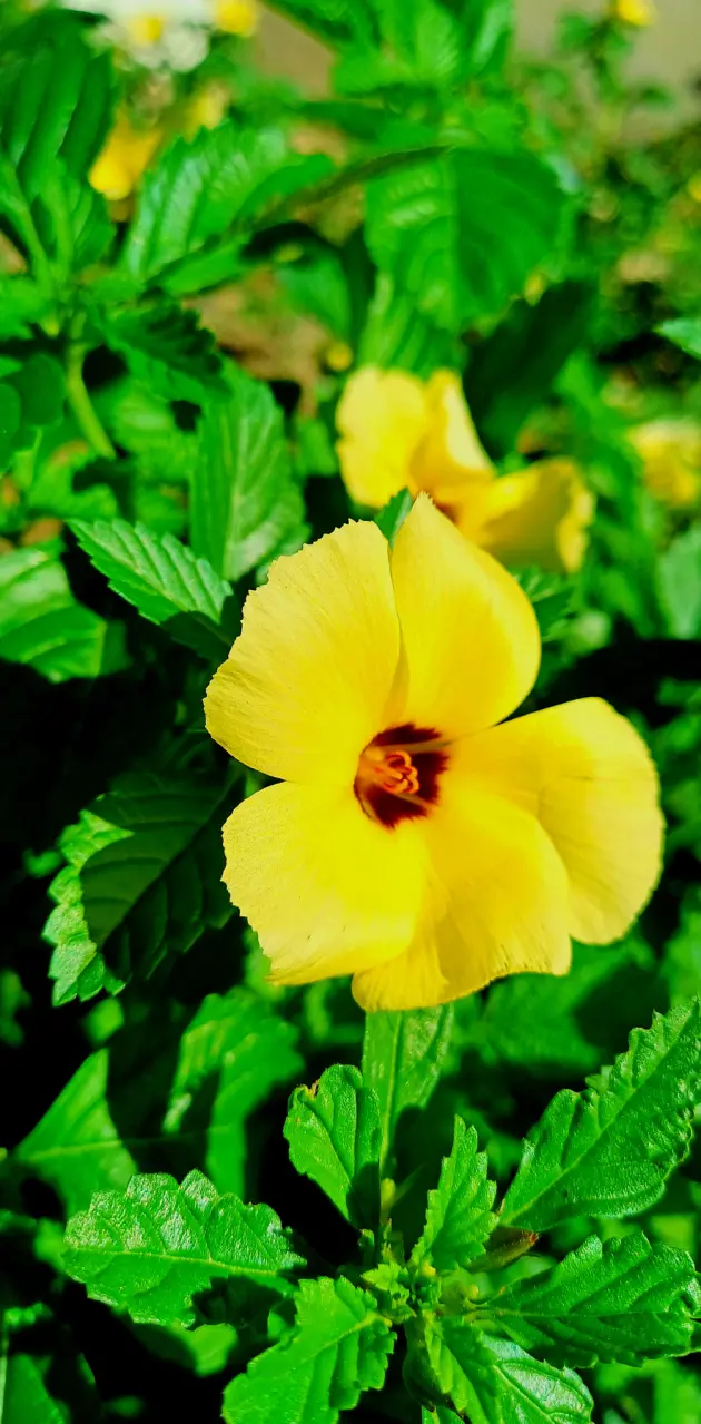 Amarela flor