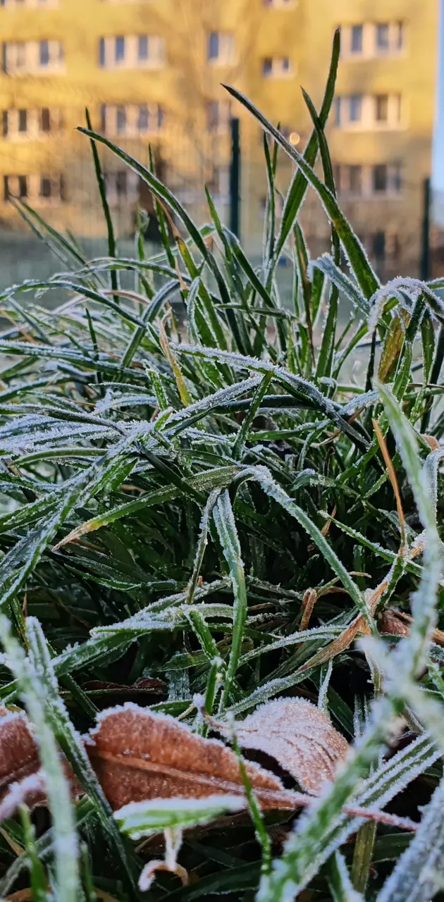 Winter grass