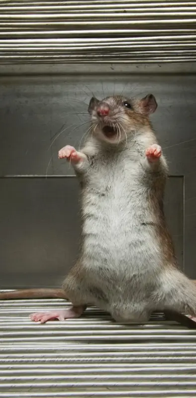 Rodent Dancing