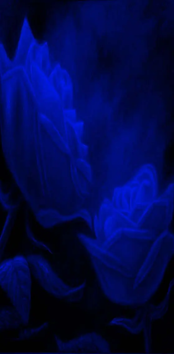 Blue  Roses