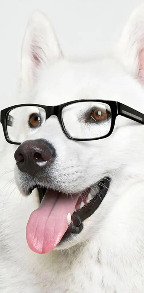Smart Dog