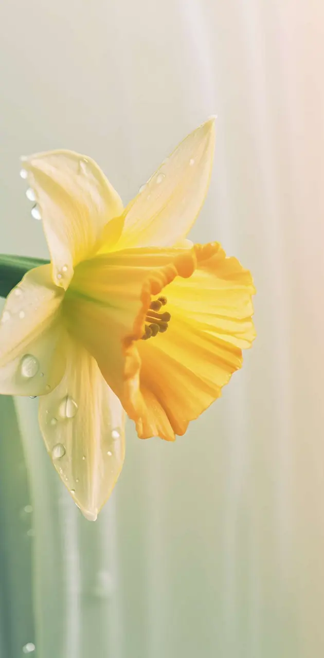 Daffodil after Rain