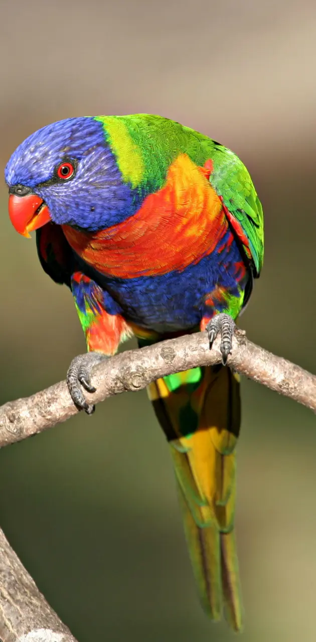 Lorikeet Parrot