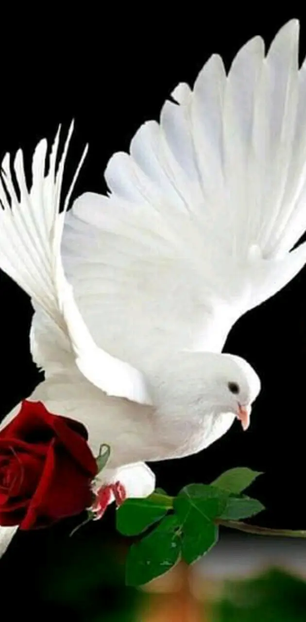 Dove of love