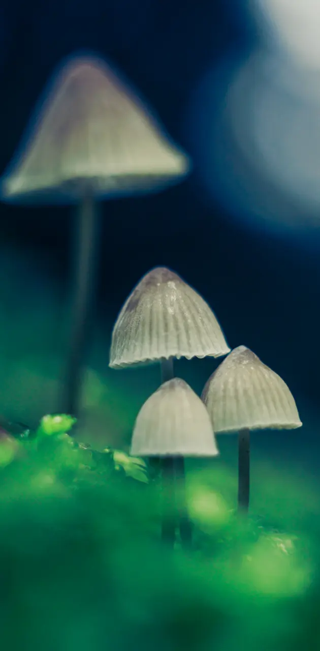 mushroom fantasy