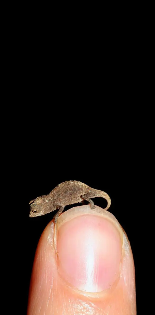 Tiny Chameleon