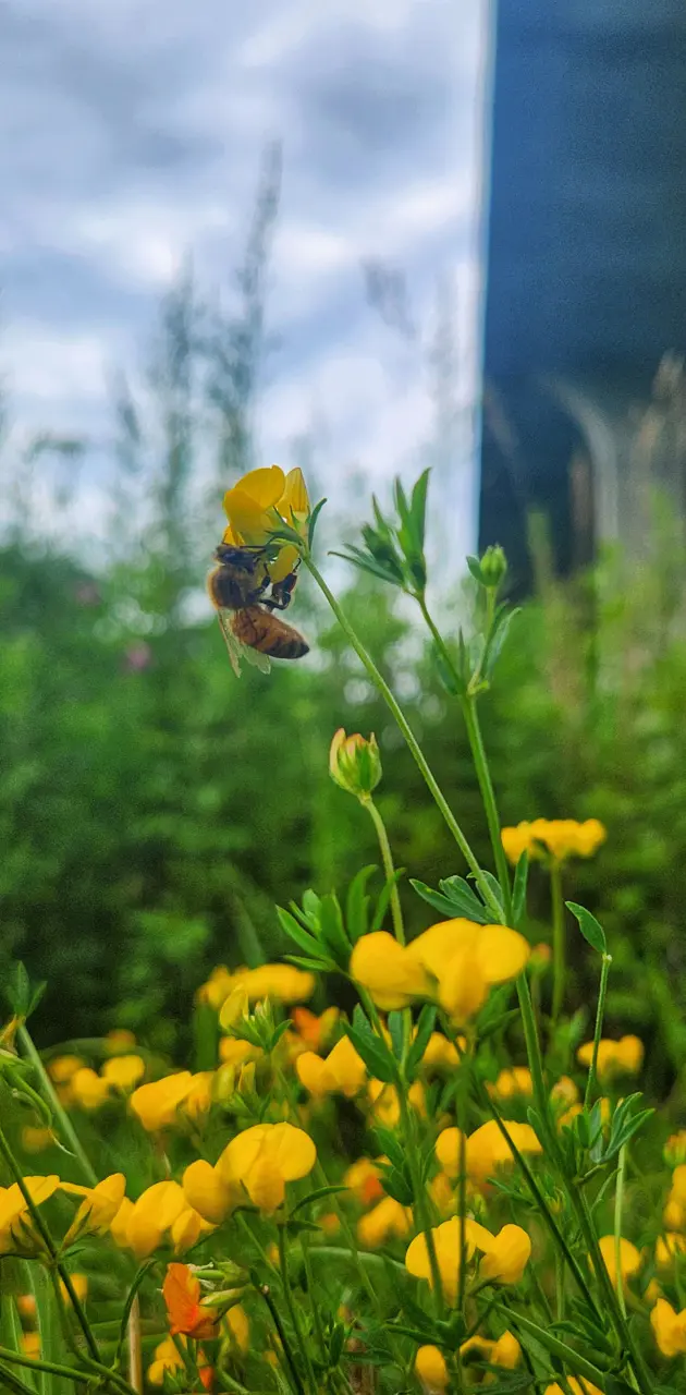 Bee on a Buttercup