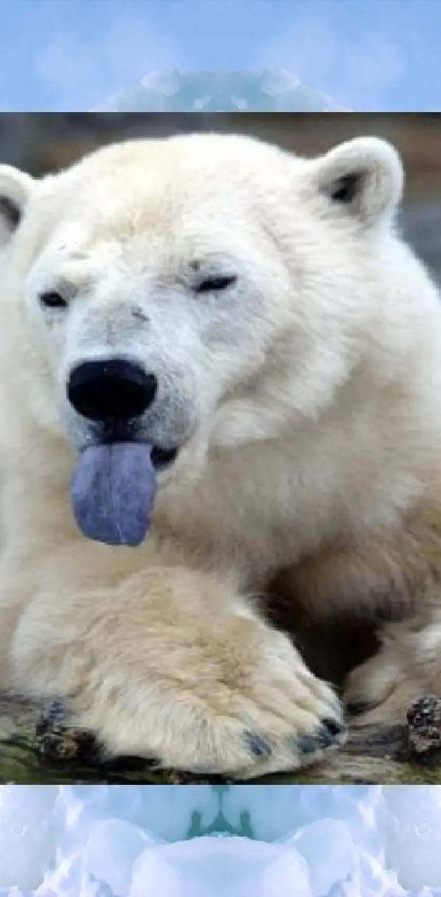Tongue polar bear
