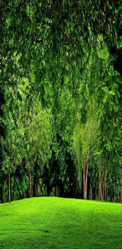 Green Forest Scenery