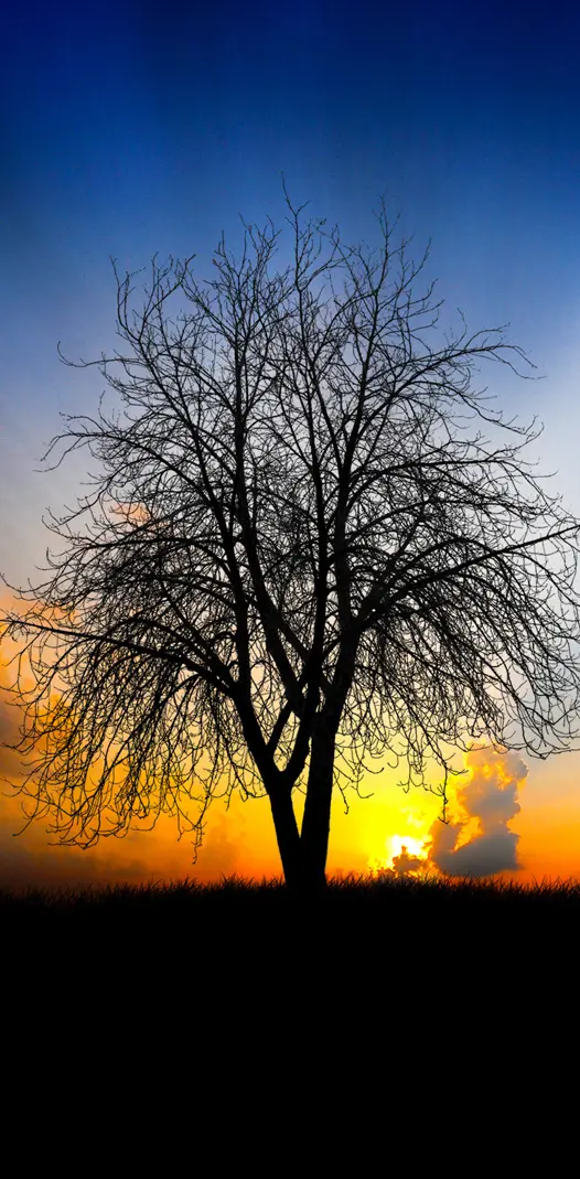 Tree Sunset Hd
