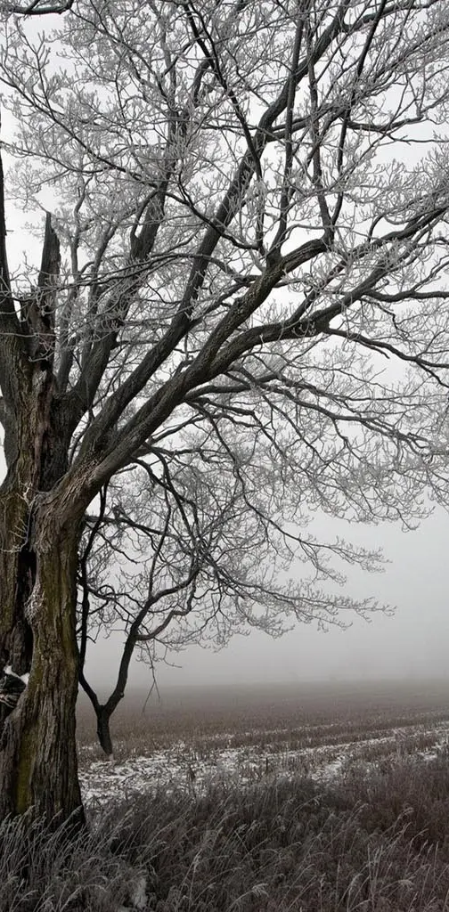 Winter snowy tree