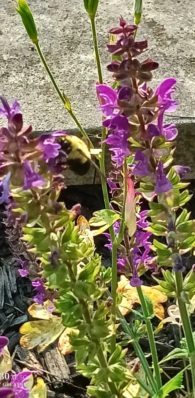 Summer bees