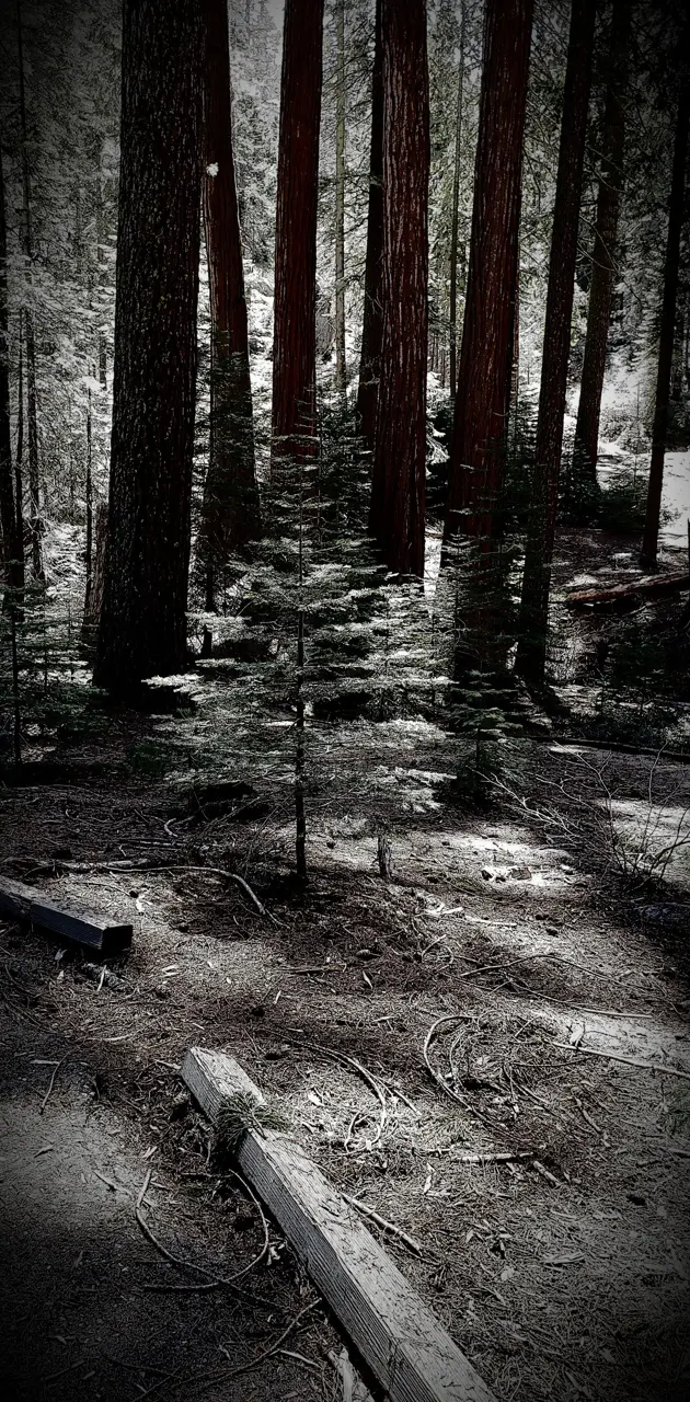 Dark Redwoods