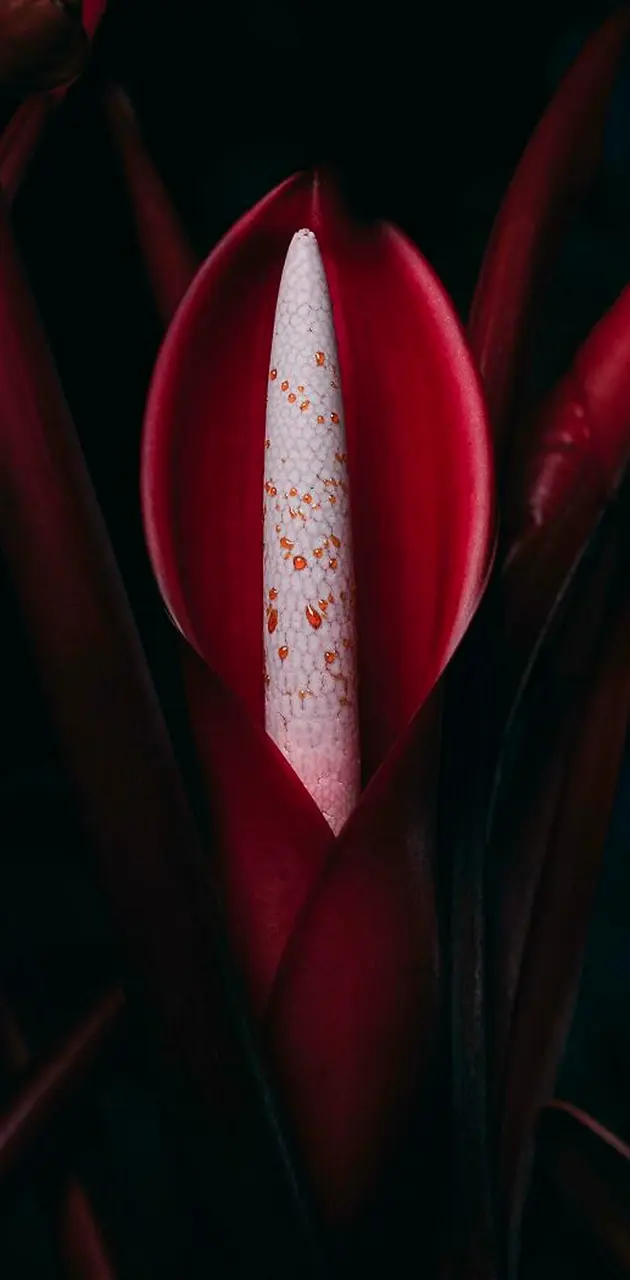 Scarlet lily