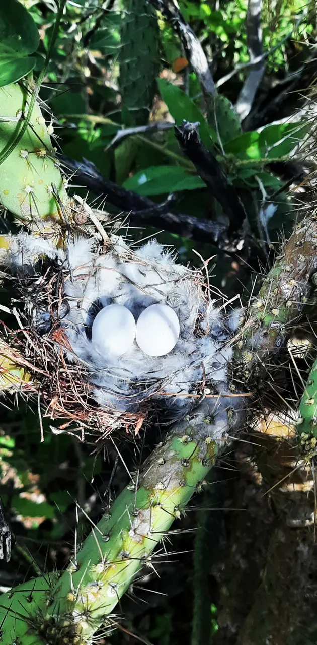 bird nest 3