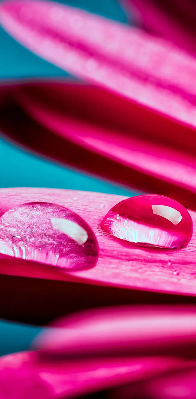 Pink Gerbera Drop