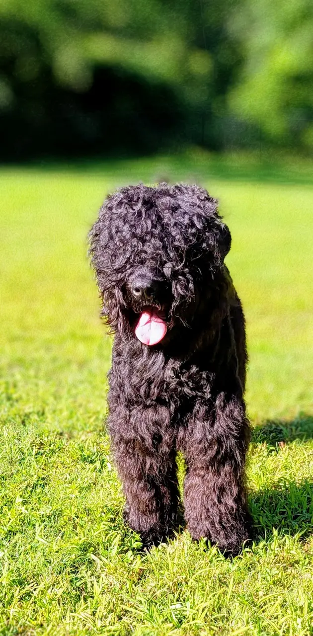 Black Russia Terrier 