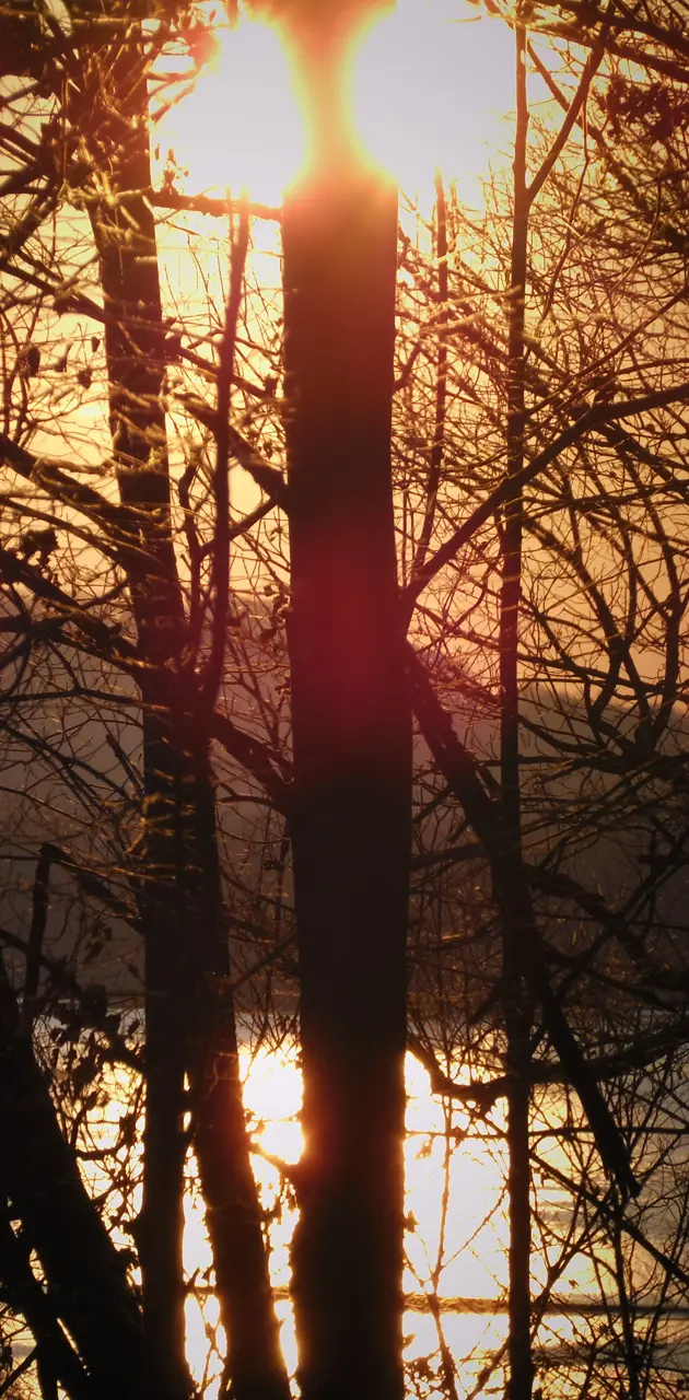 sunset through trees