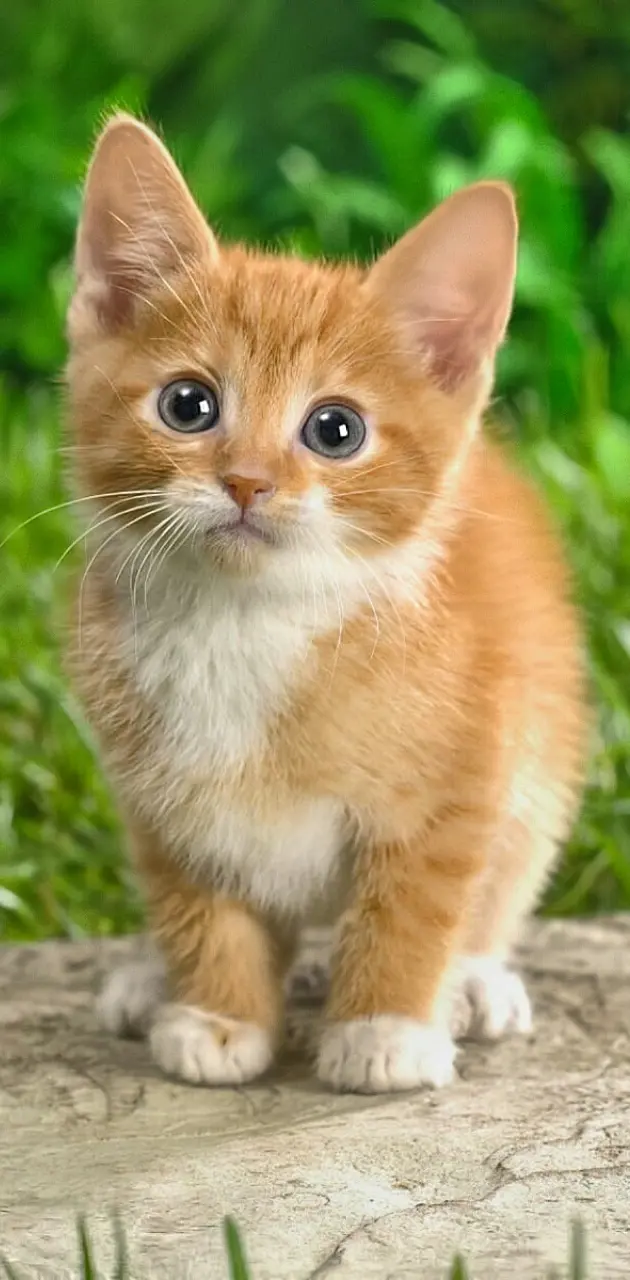 cute cat looking