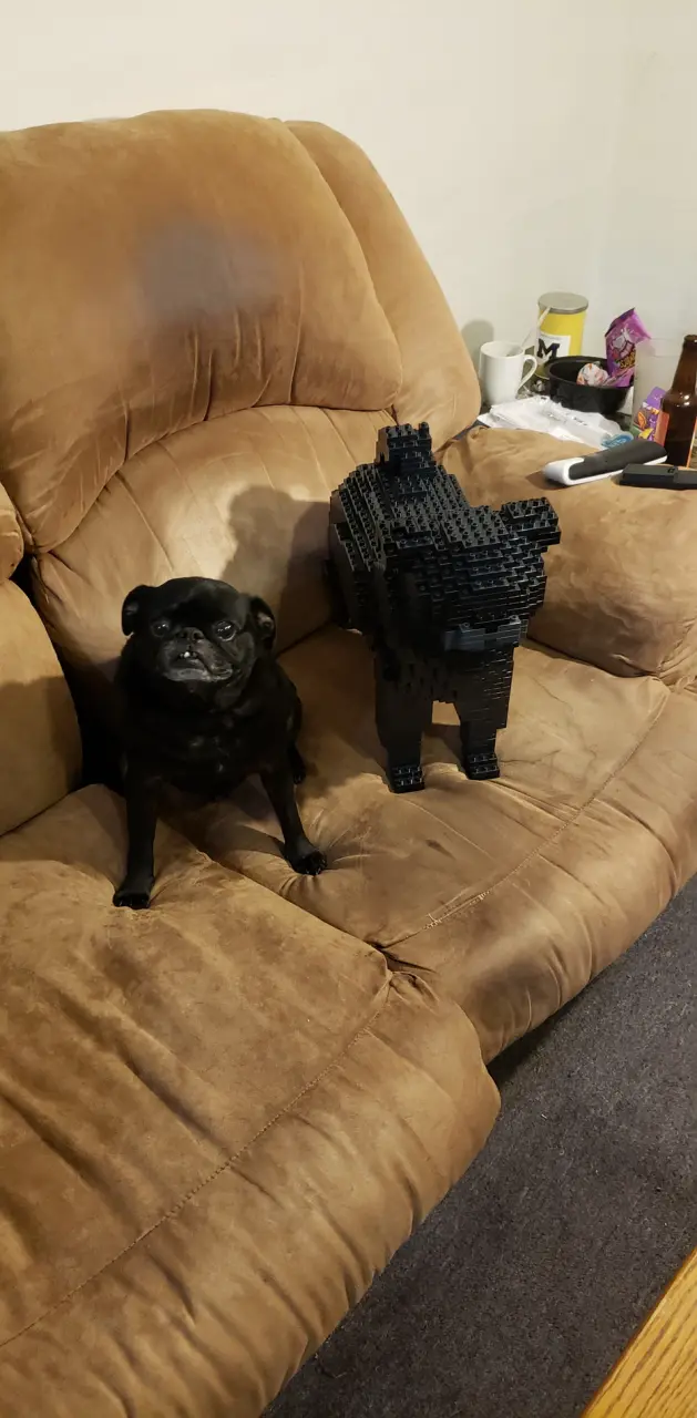 Two pugs on a couch