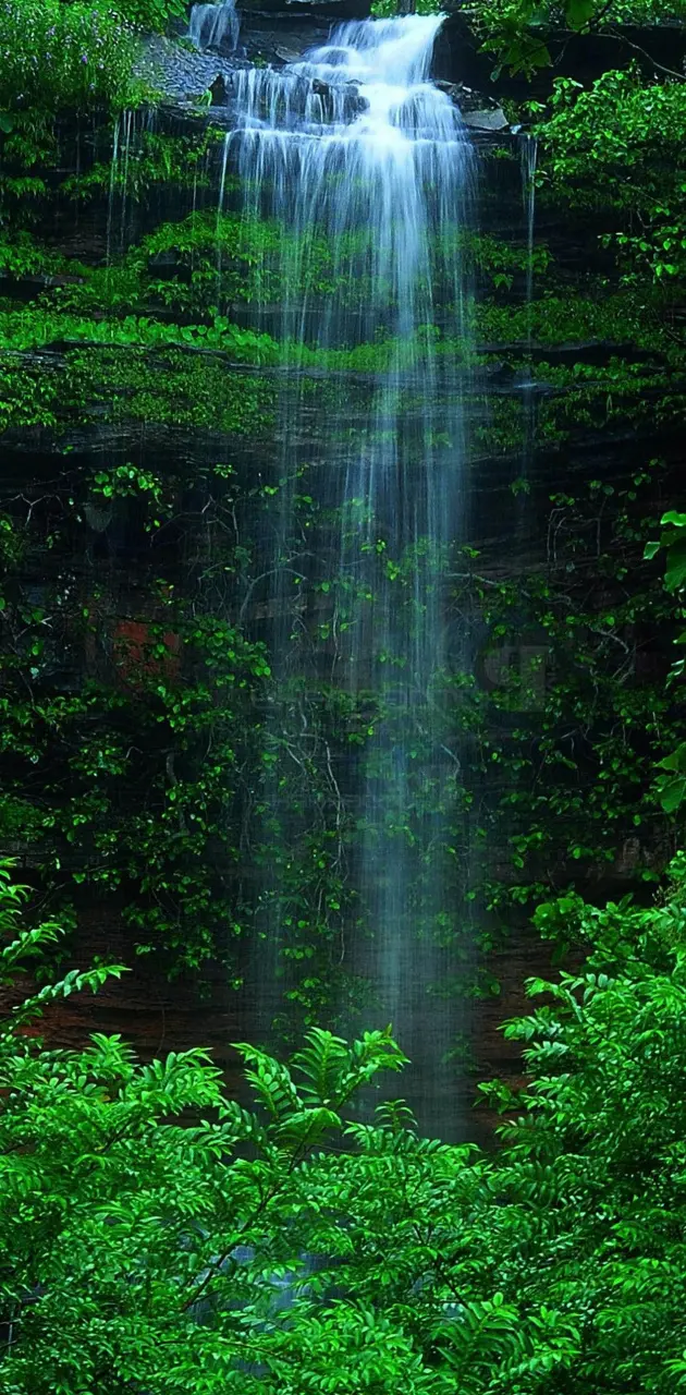 Jungle WaterFall