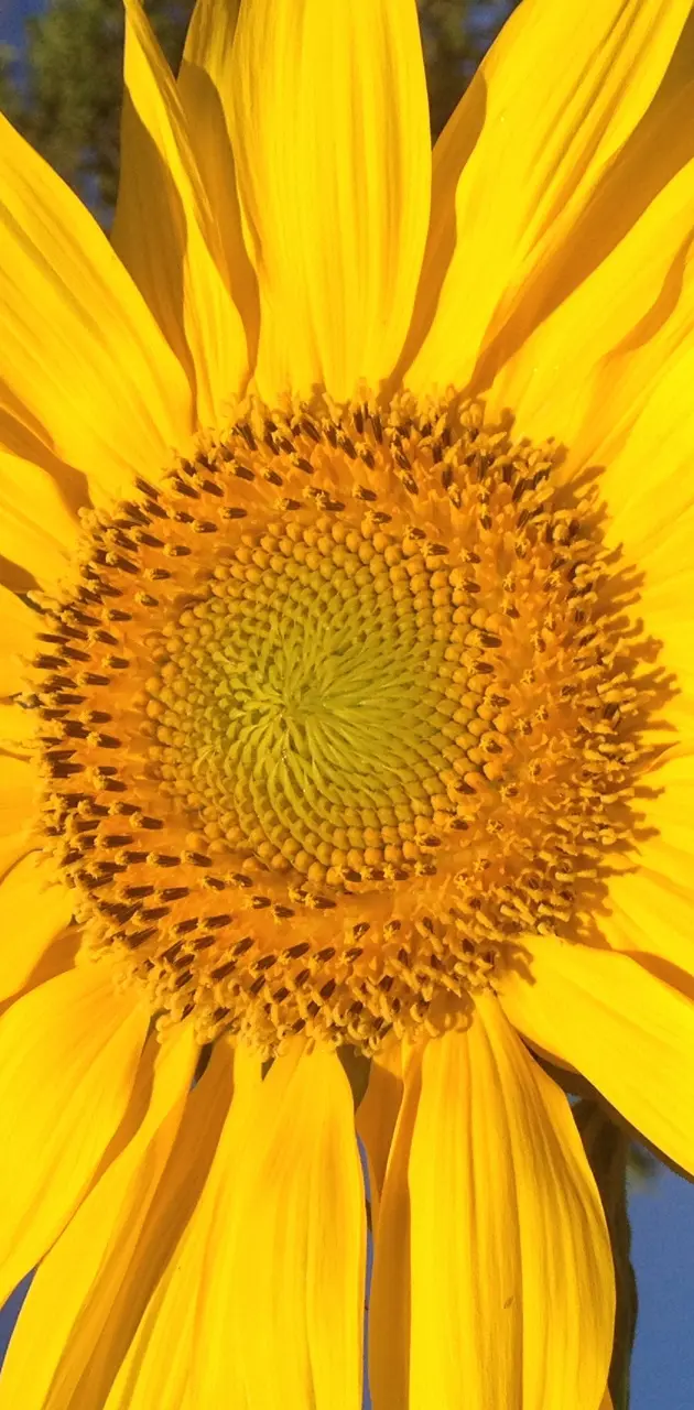 Pitch of Sunflower