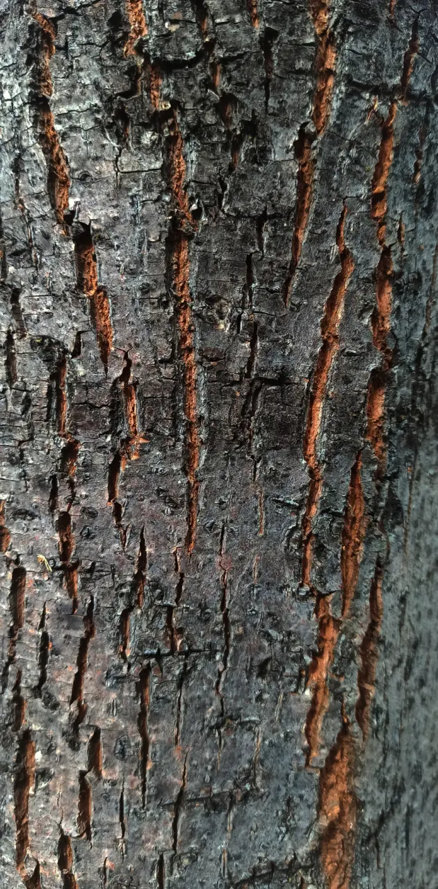 Tree Wallpaper 4k