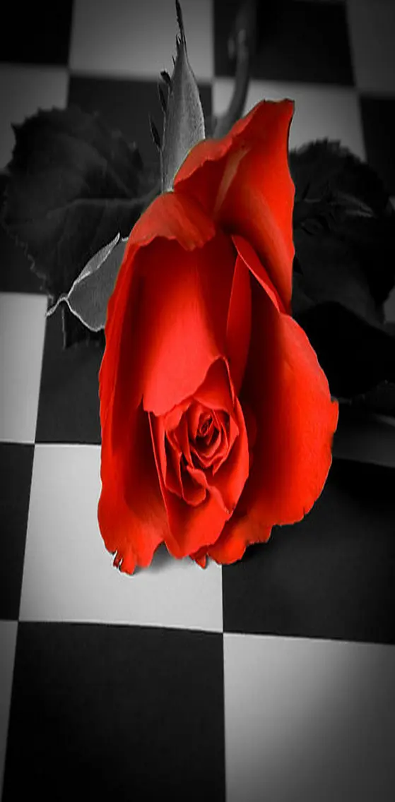 Red   Rose