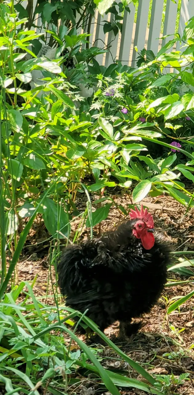 Tiny Rooster