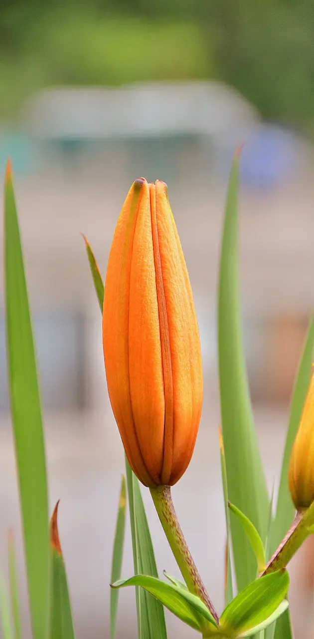 Tulip flower