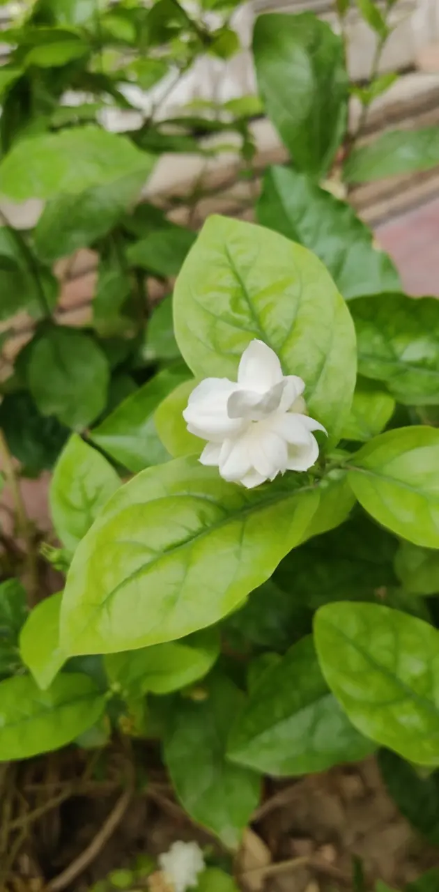 Flower white 