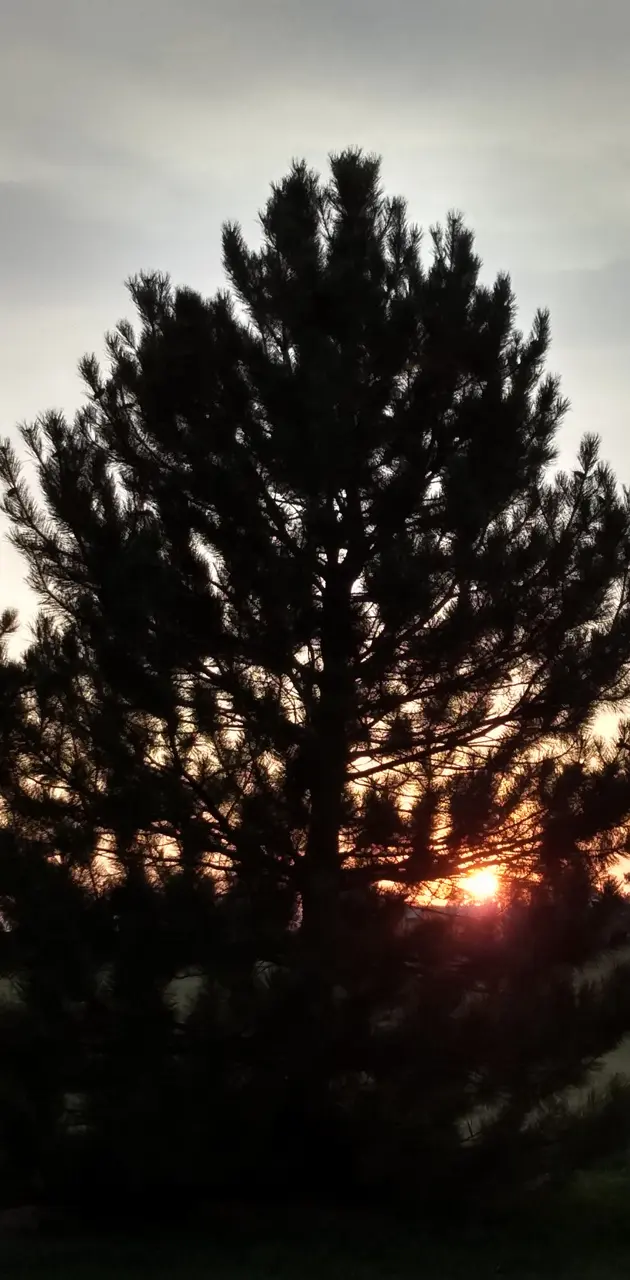 Sun Through the Tree