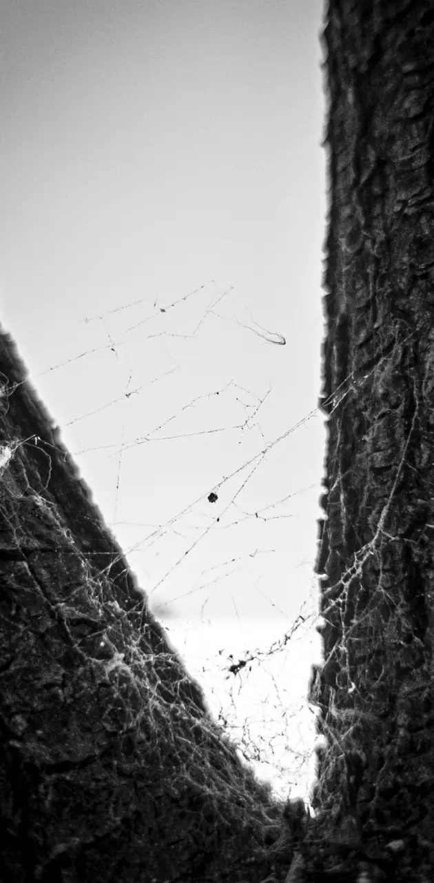 spider web in a tree