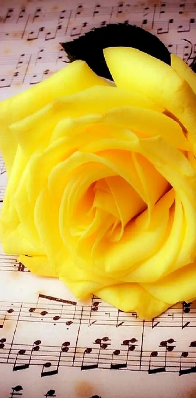 yellow roses-------