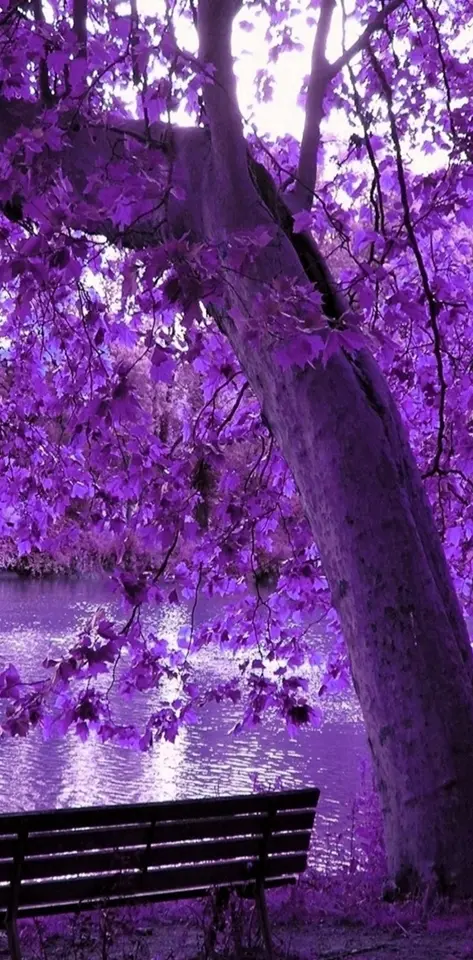 purple park