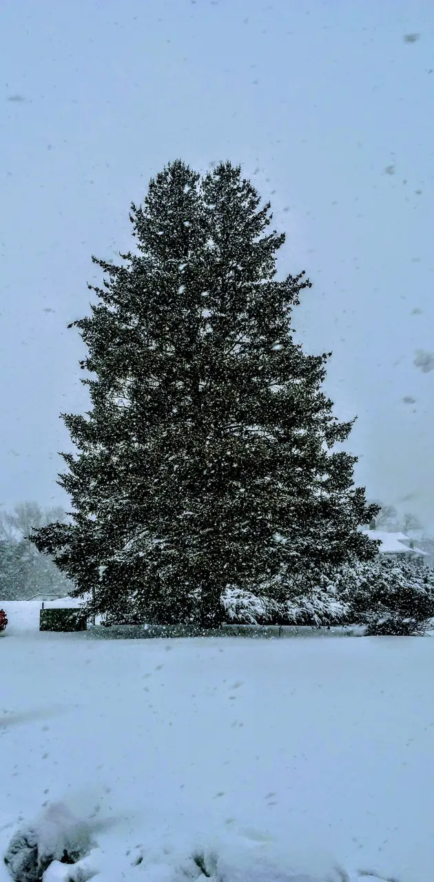 Pretty Snow Tree