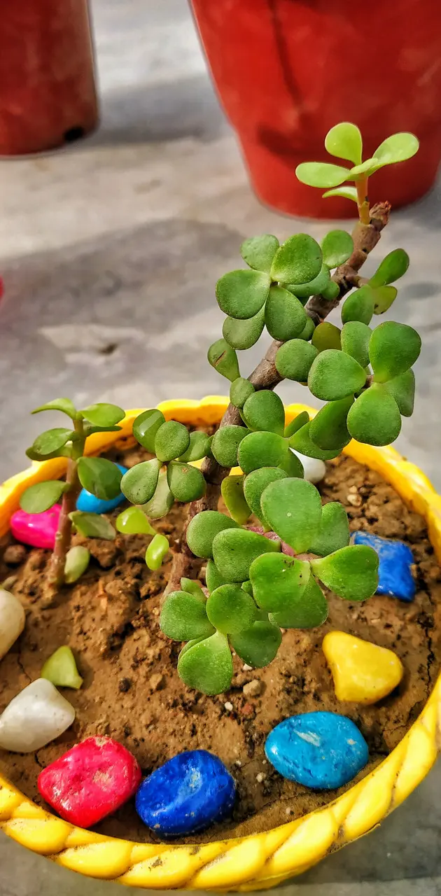 Little Bonsai Plant