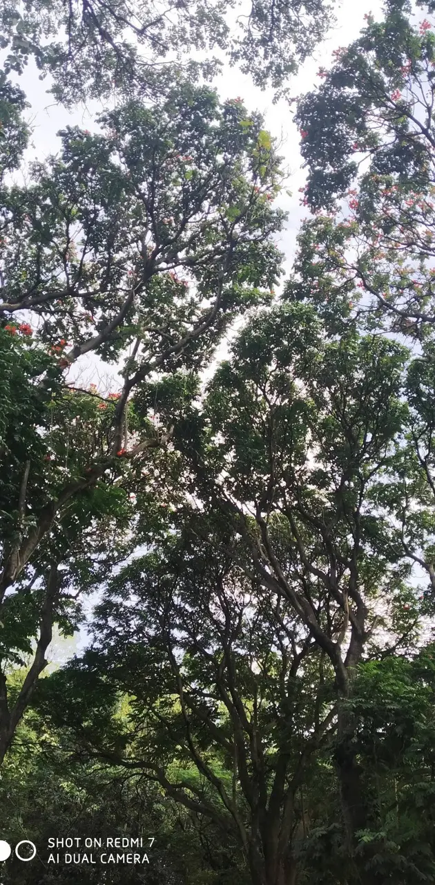 Banglore trees
