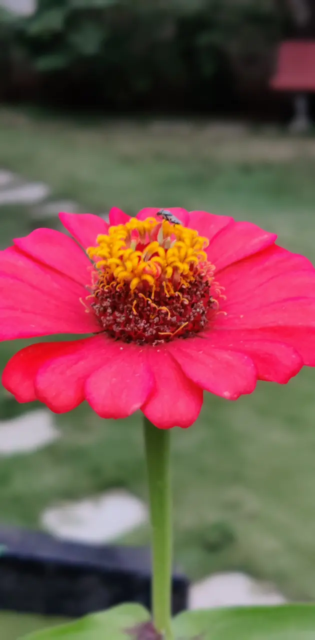 A Beautiful Flower
