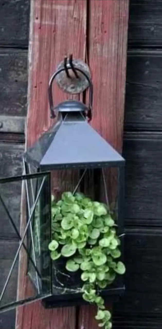Succulent lantern 