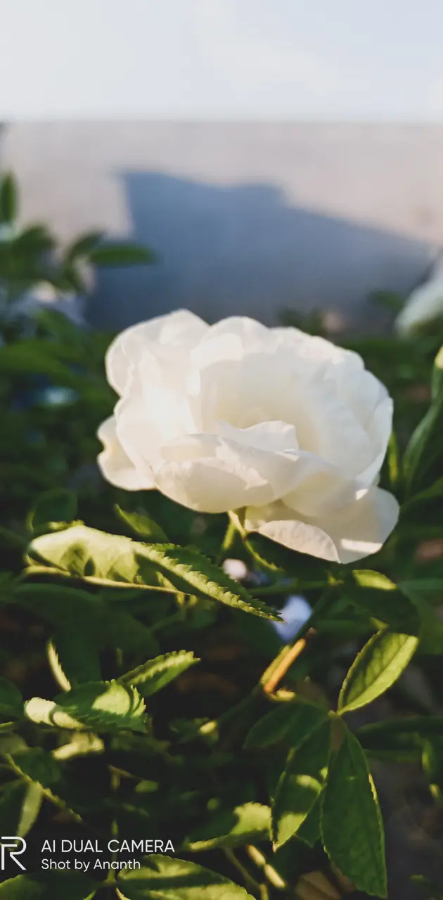 White rose